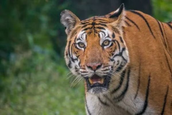 Lush forests and Barasingha deer in Kanha